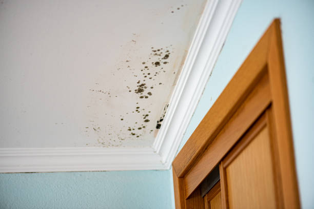 Why You Should Choose Our Mold Remediation Services in Etna, PA